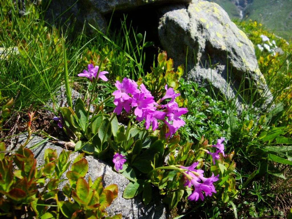 Primula cfr. pedemontana